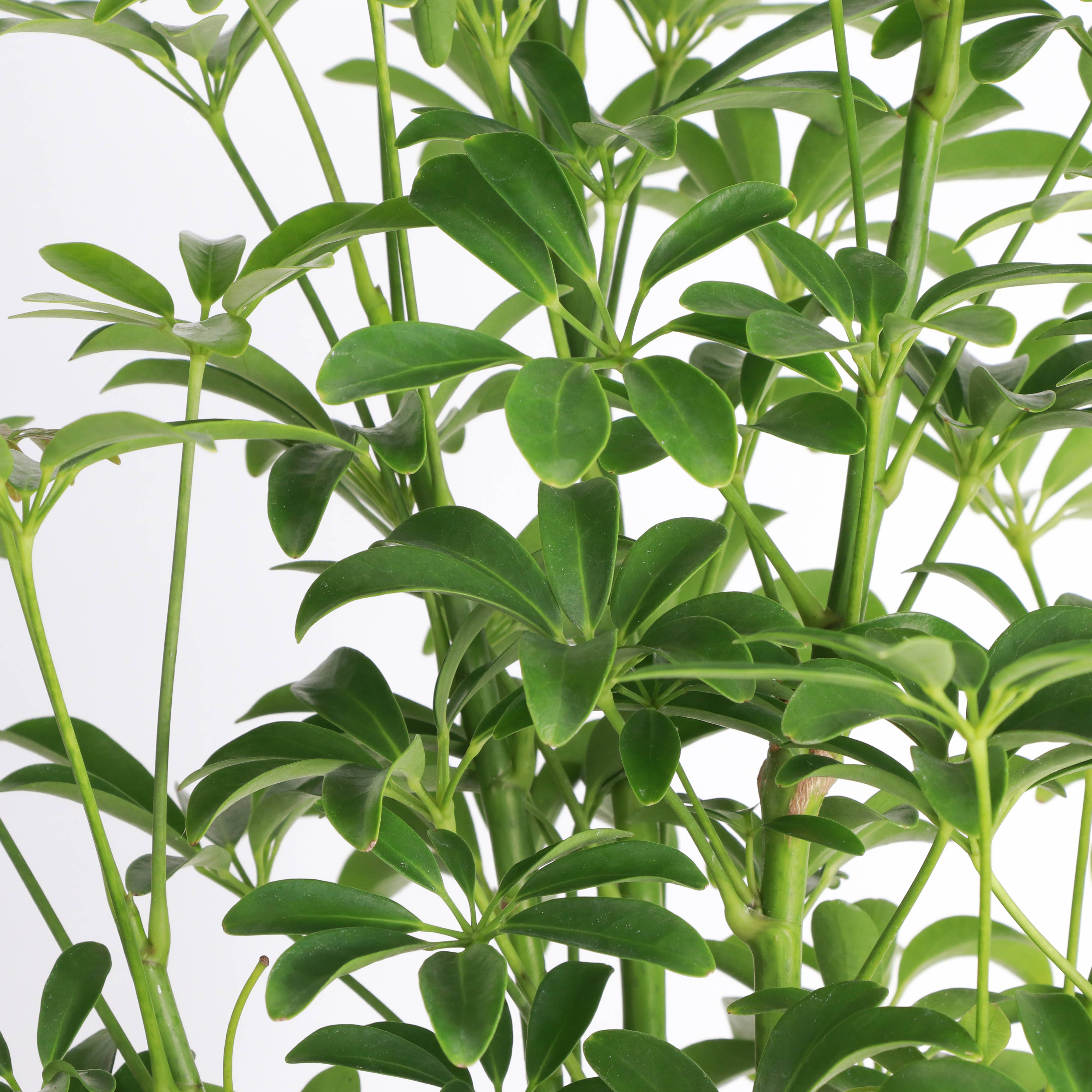 Thorsen's Greenhouse - Wholesale Live Plant - Schefflera Arboricola -  Live Plant6