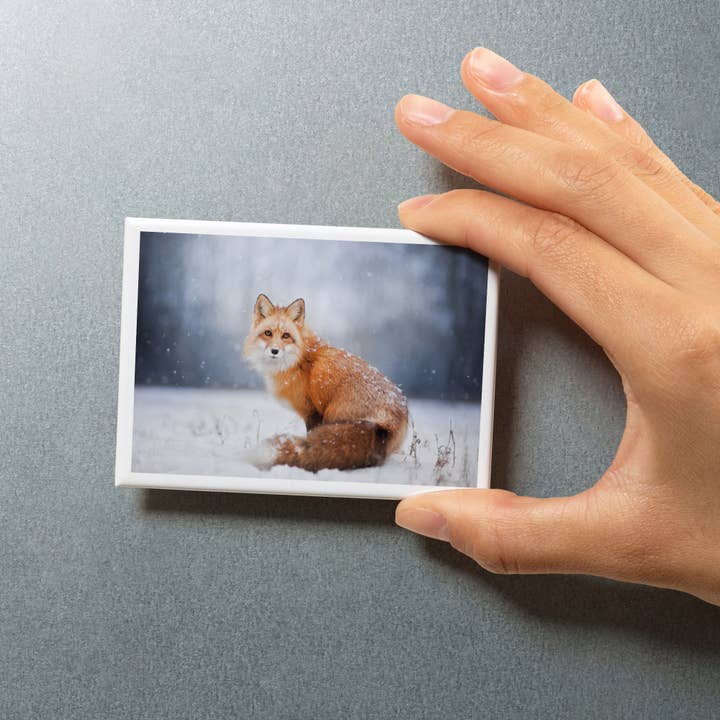 Lantern Press - Wholesale Magnet - MAGNET Red Fox Covered in Snow5