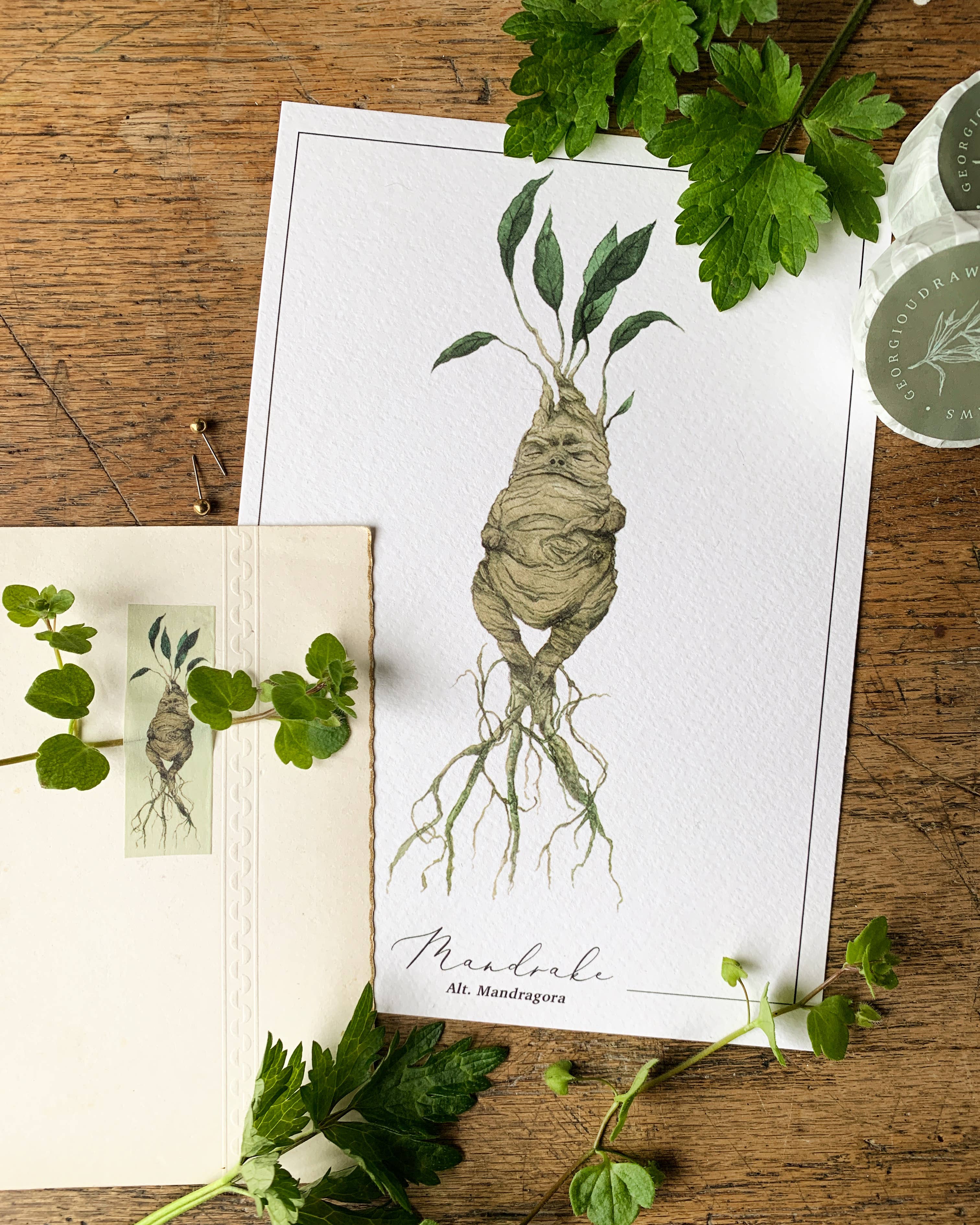 Georgiou Draws - Wholesale Art Print - Mandrake Magical Watercolour Herbology Art Print3