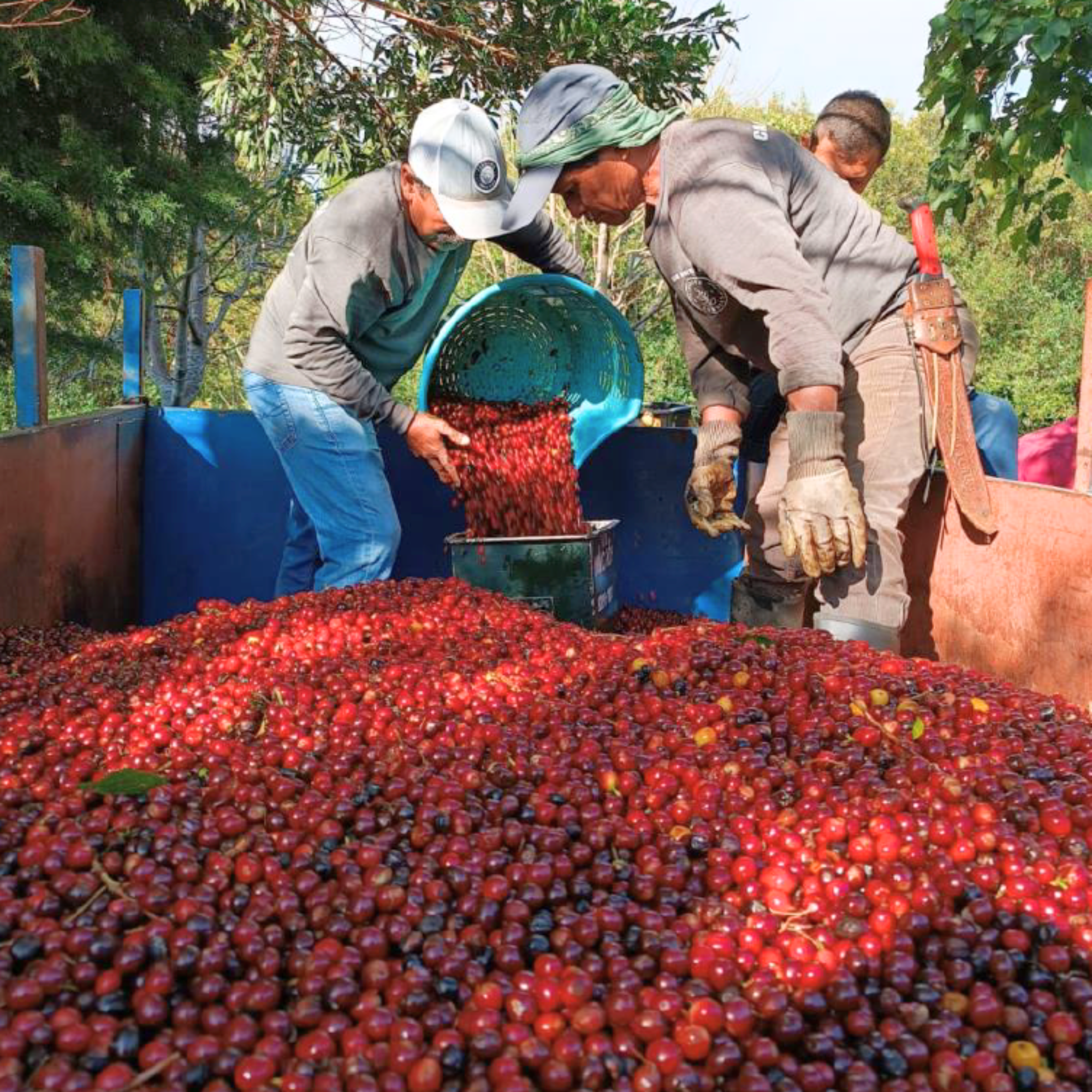 Ferris Coffee & Nut Co. - Wholesale Coffee Beans - Costa Rica Sumava Black Moon (Whole Bean) 12 oz.2