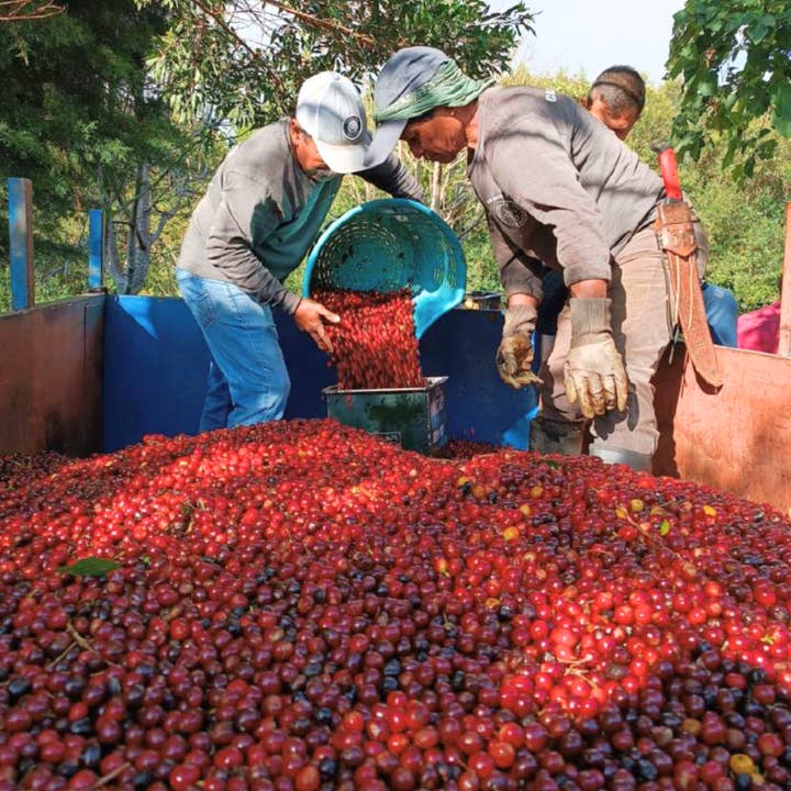 Ferris Coffee & Nut Co. - Wholesale Coffee Beans - Costa Rica Sumava Black Moon (Whole Bean) 12 oz.2