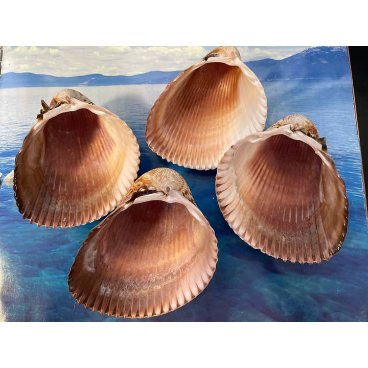 Art By Nataliia - Venta al por mayor Artículo decorativo de mesa - Berberecho gigante del Atlántico. Conchas oceánicas raras