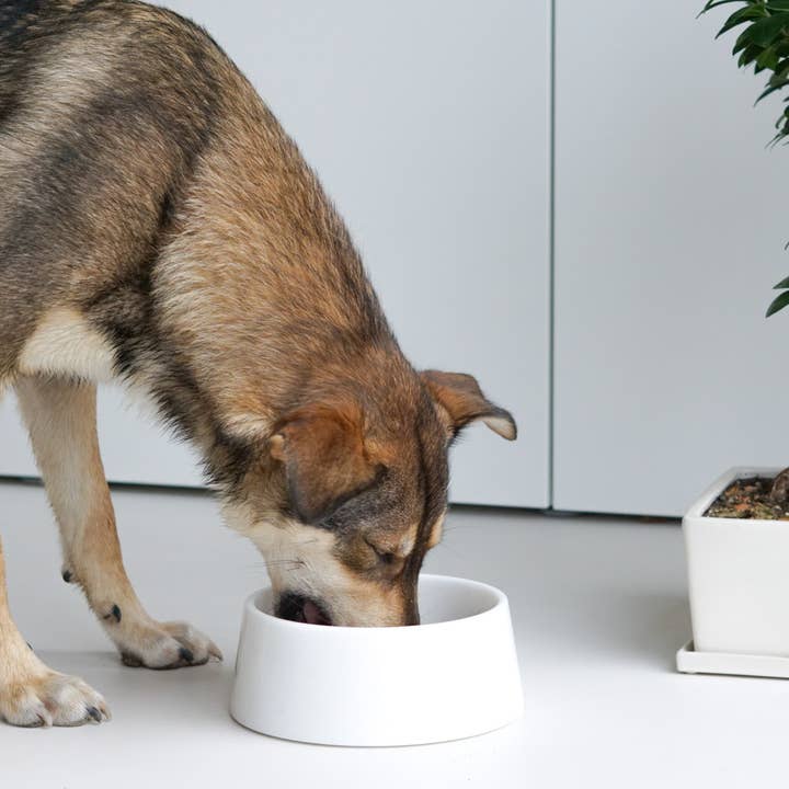 STUDIO ANIMAUX - Wholesale Pet Bowl - Cat/Dog - Marble food bowl | crystal white | Ø23 cm
