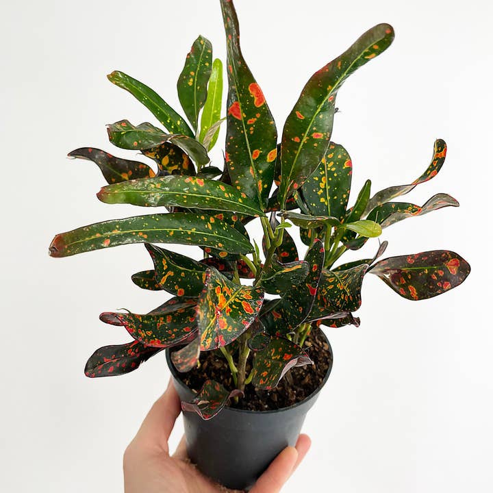 Bumble Plants - Wholesale Live Plant - Codiaeum Variegatum 'Red Spot' Croton1