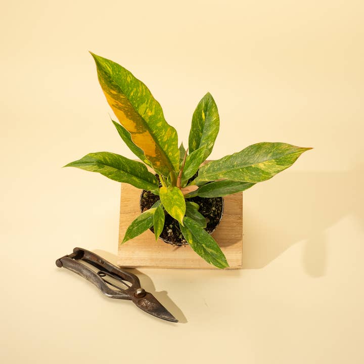 BWH Plant Co - Wholesale Live Plant - 4" Philodendron 'Ring of Fire'