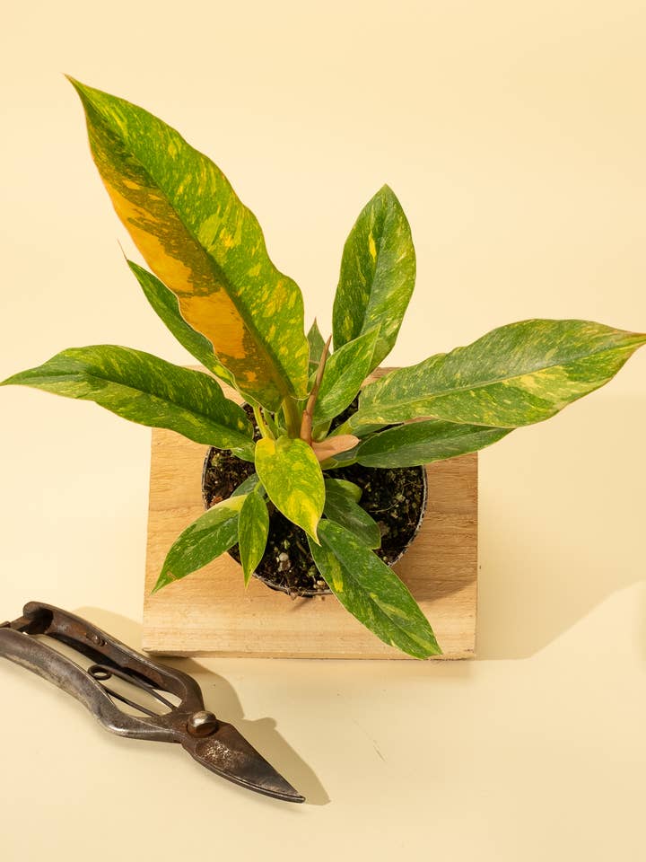 4" Philodendron 'Ring of Fire' for wholesale by BWH Plant Co