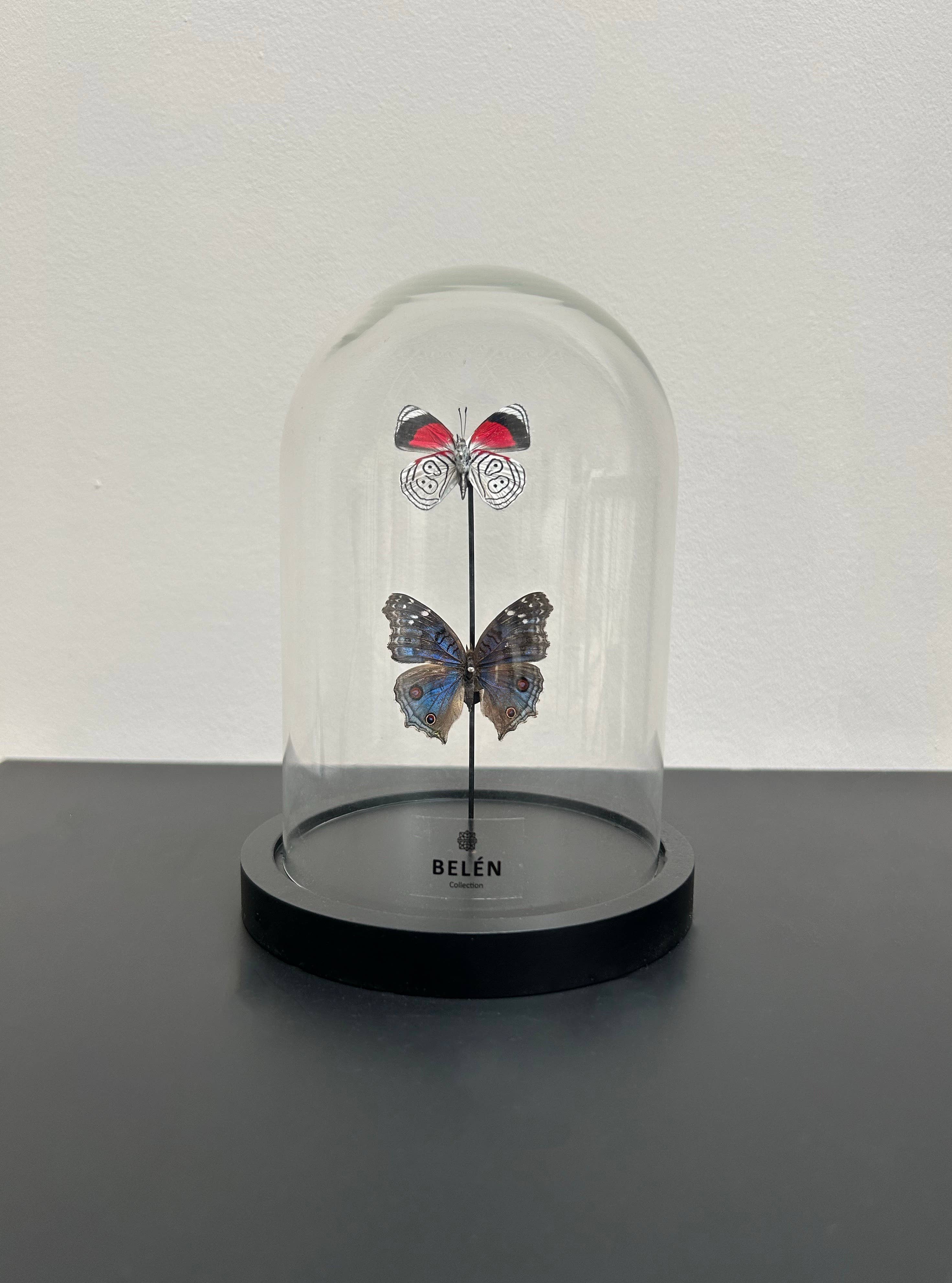 Belén Collection – wholesale Dekorativt bordsobjekt – Liten klocka 2 fjärilar Precis Radama och Diaethria Clymena