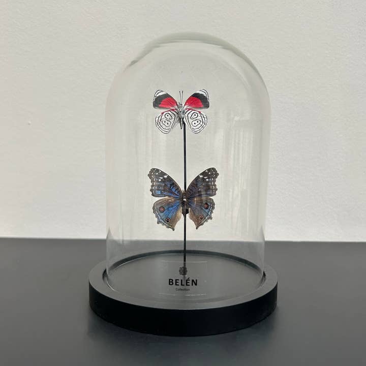 Belén Collection – wholesale Dekorativt bordsobjekt – Liten klocka 2 fjärilar Precis Radama och Diaethria Clymena0