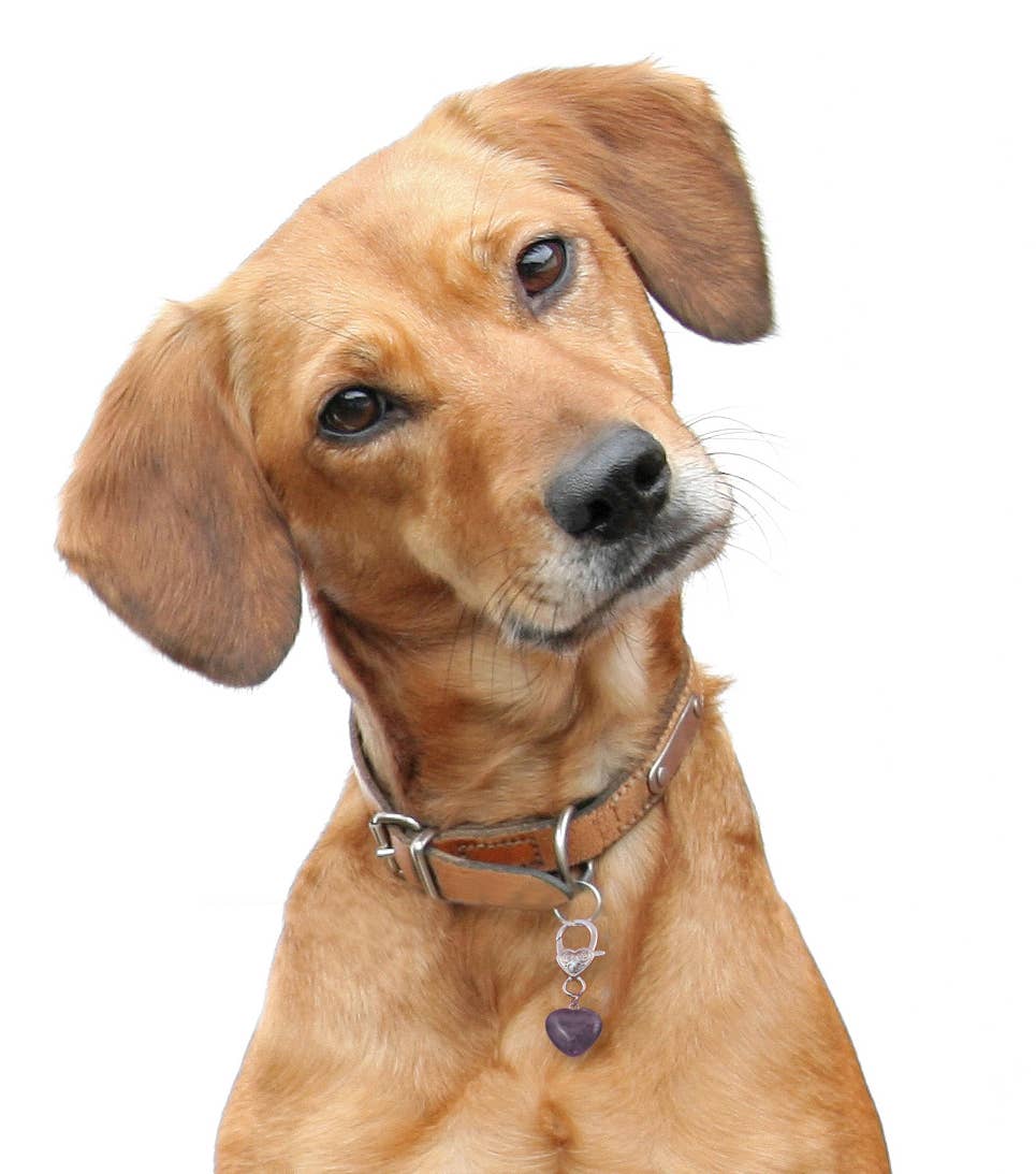 Crystal Pet Love - Wholesale Pet Collar Charm - Cat/Dog - Amethyst Crystal Healing Pet Pendant for Holistic Support