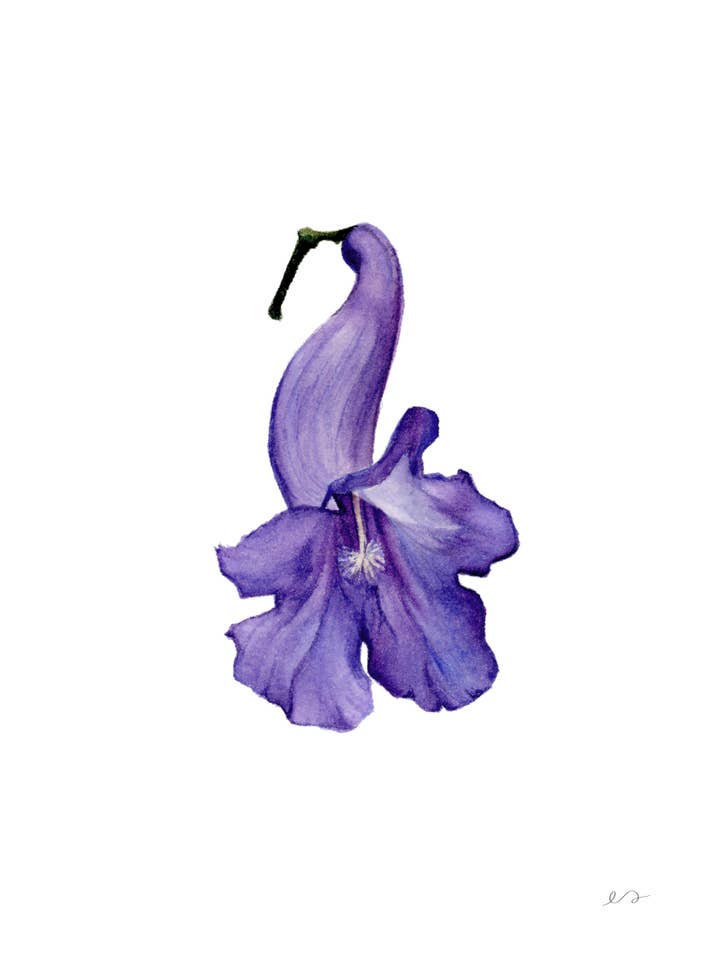 Jacaranda Blossom Print – Purple Floral Wall Art for wholesale by Art by Emma Lian