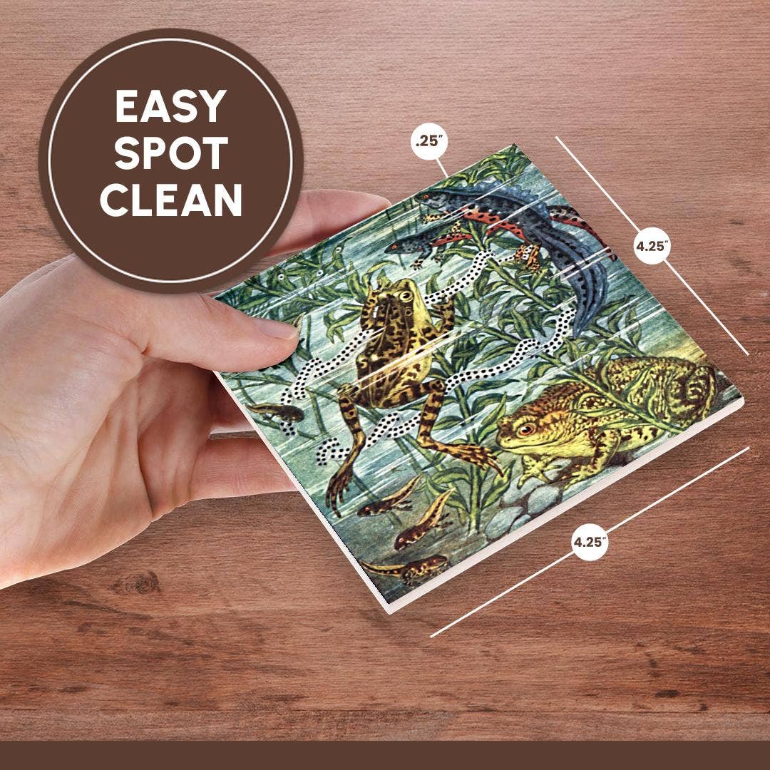 3dRose - Wholesale Onderzetters - 3dRose, Kikker Padden Salamanders en Kikkervisjes Antieke Vintage Zoölogie Illustratie Kunst, Onderzetter6