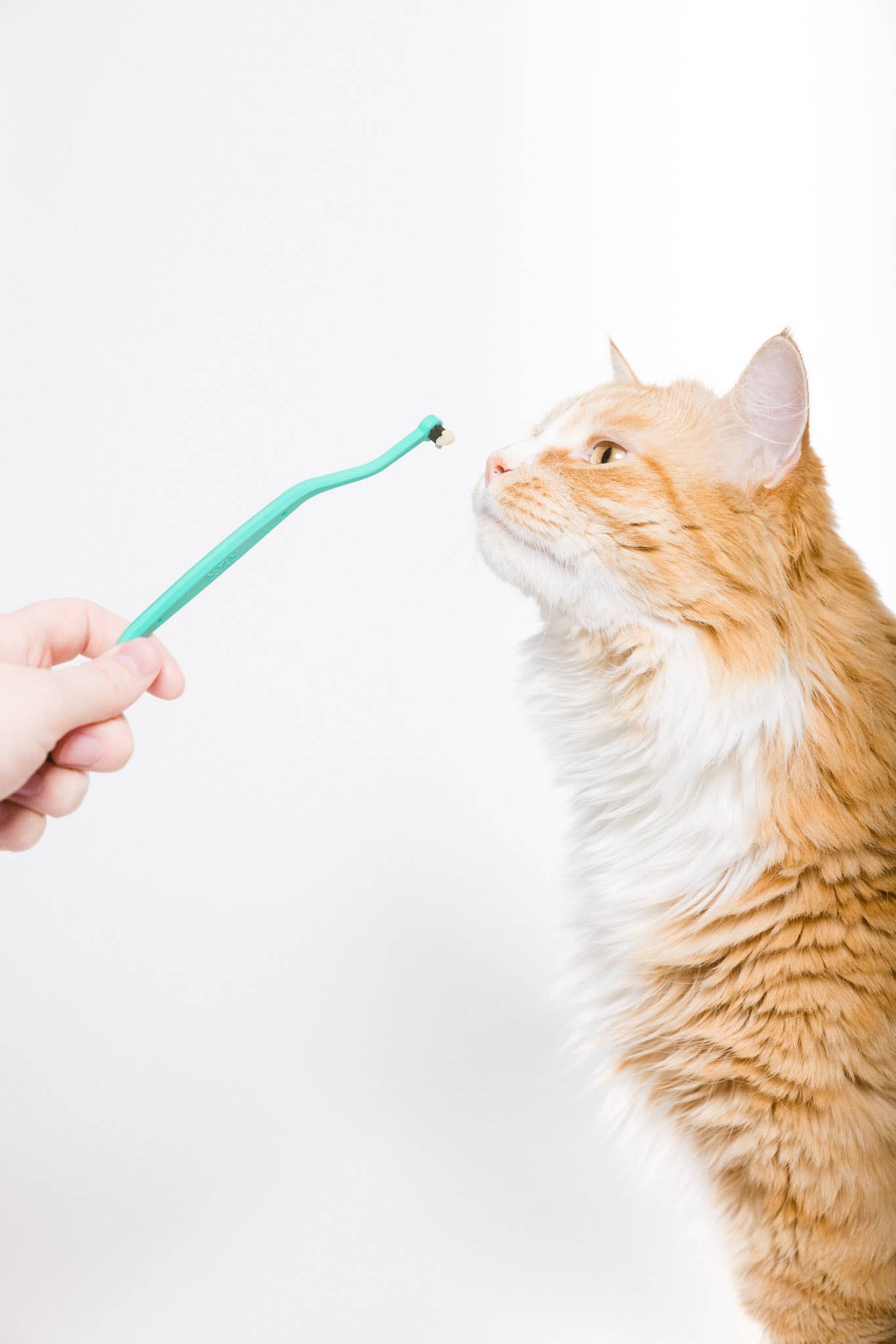 RYERCAT - Wholesale Pet Brush - Cat/Dog - Dual Sided Cat Toothbrush - Mix n' Match Colors!14