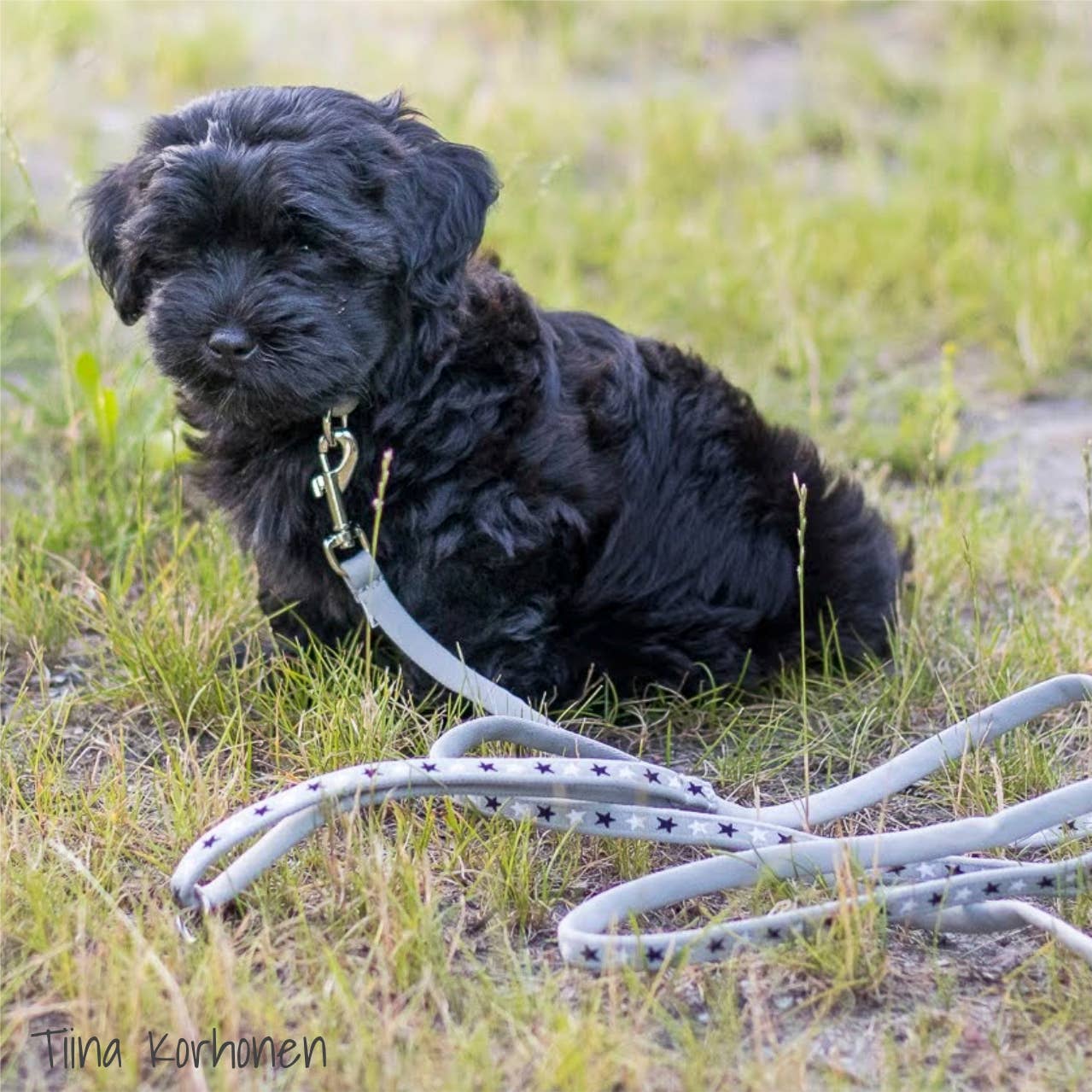 FINNERO – trela - Cão por atacado – Guia Macia FINNERO BAMBINO para Filhotes, 3 Cores3