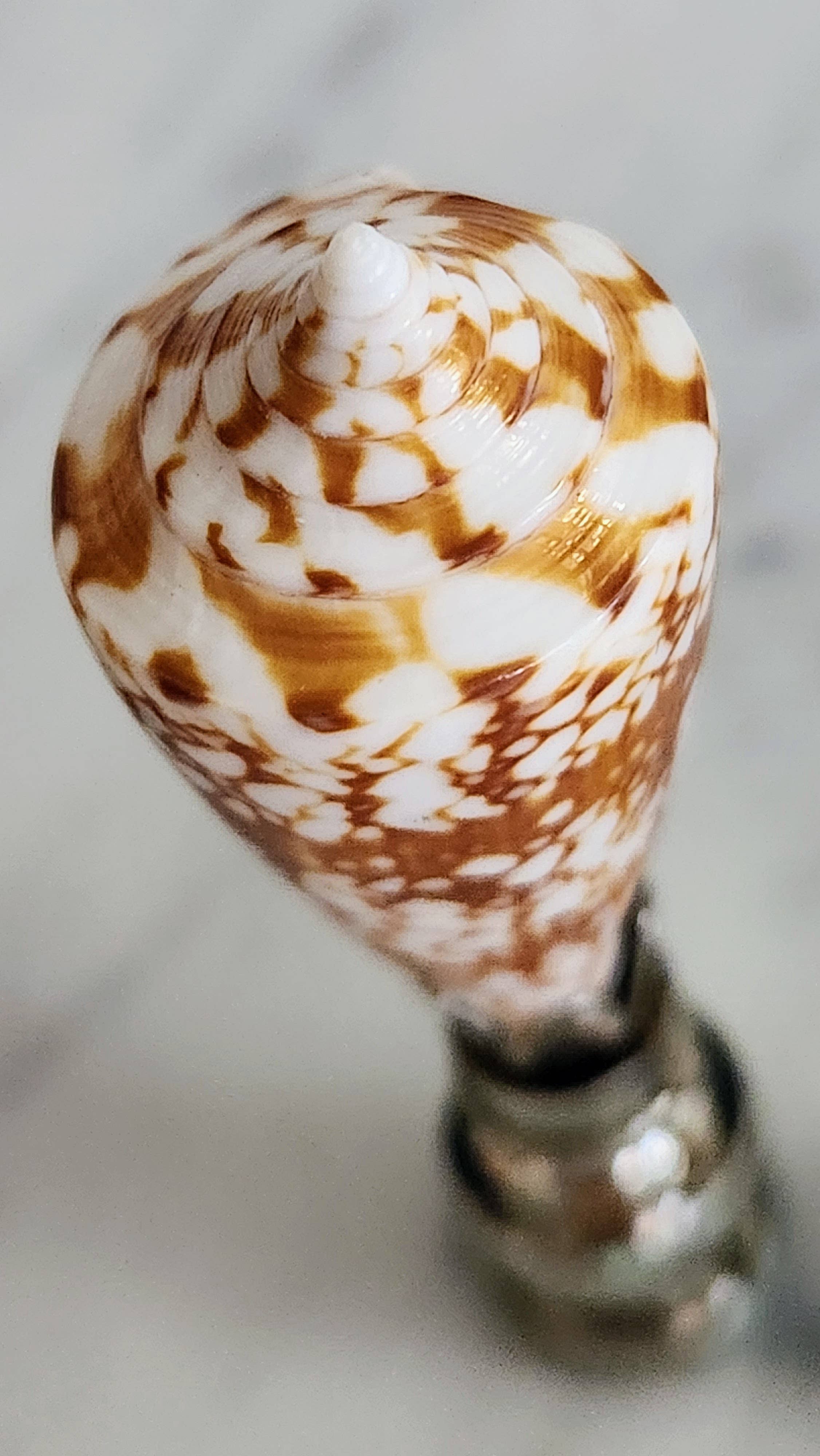 White Tulip Boutique - Wholesale Decorative Tabletop Object - Pair, Brown and White Sea Shell Lamp Finial, Set of 22