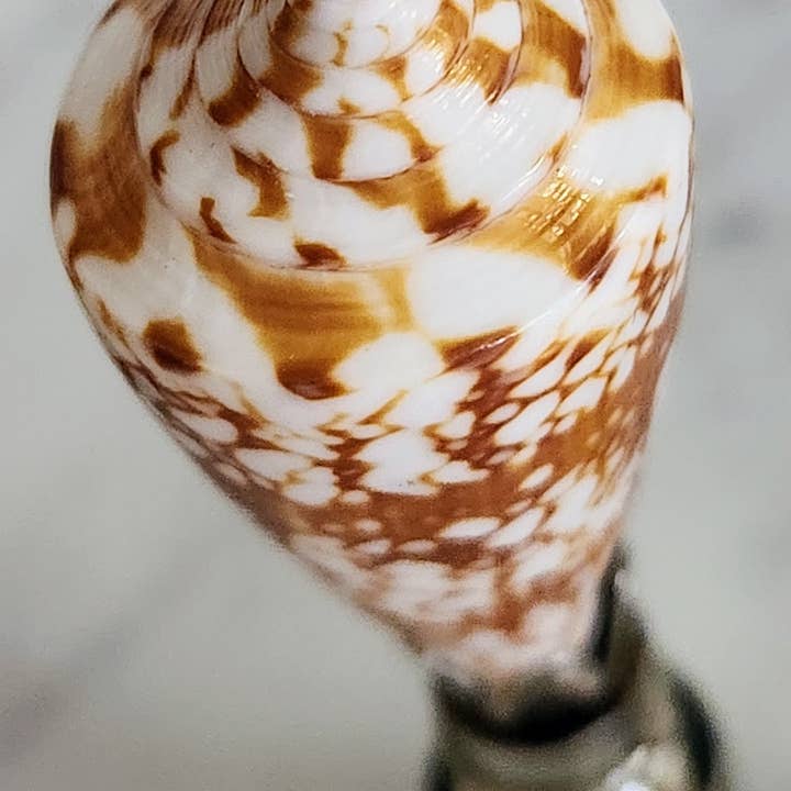 White Tulip Boutique - Wholesale Decorative Tabletop Object - Pair, Brown and White Sea Shell Lamp Finial, Set of 22