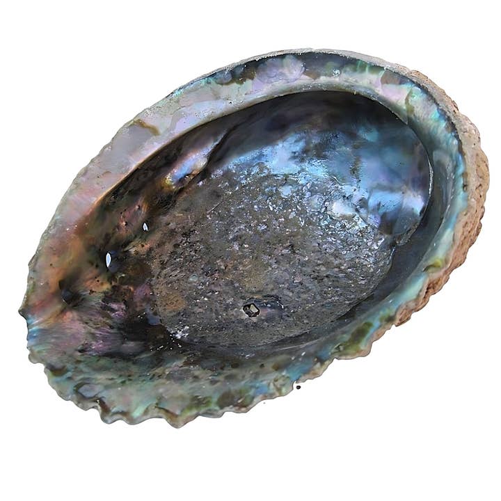 Natural Abalone Shell for wholesale by WLM
