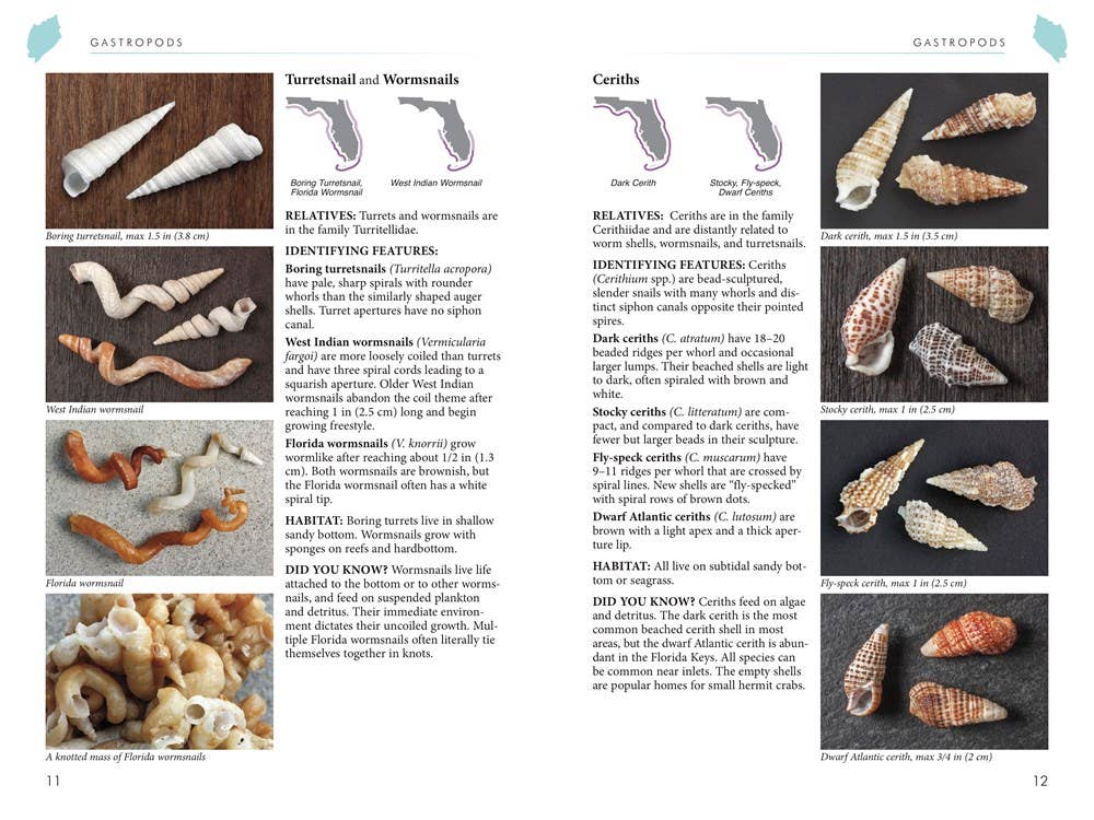 REMOVED BRAND - Wholesale Nature & Outdoors - Florida's Seashells: A Beachcombers Guide3