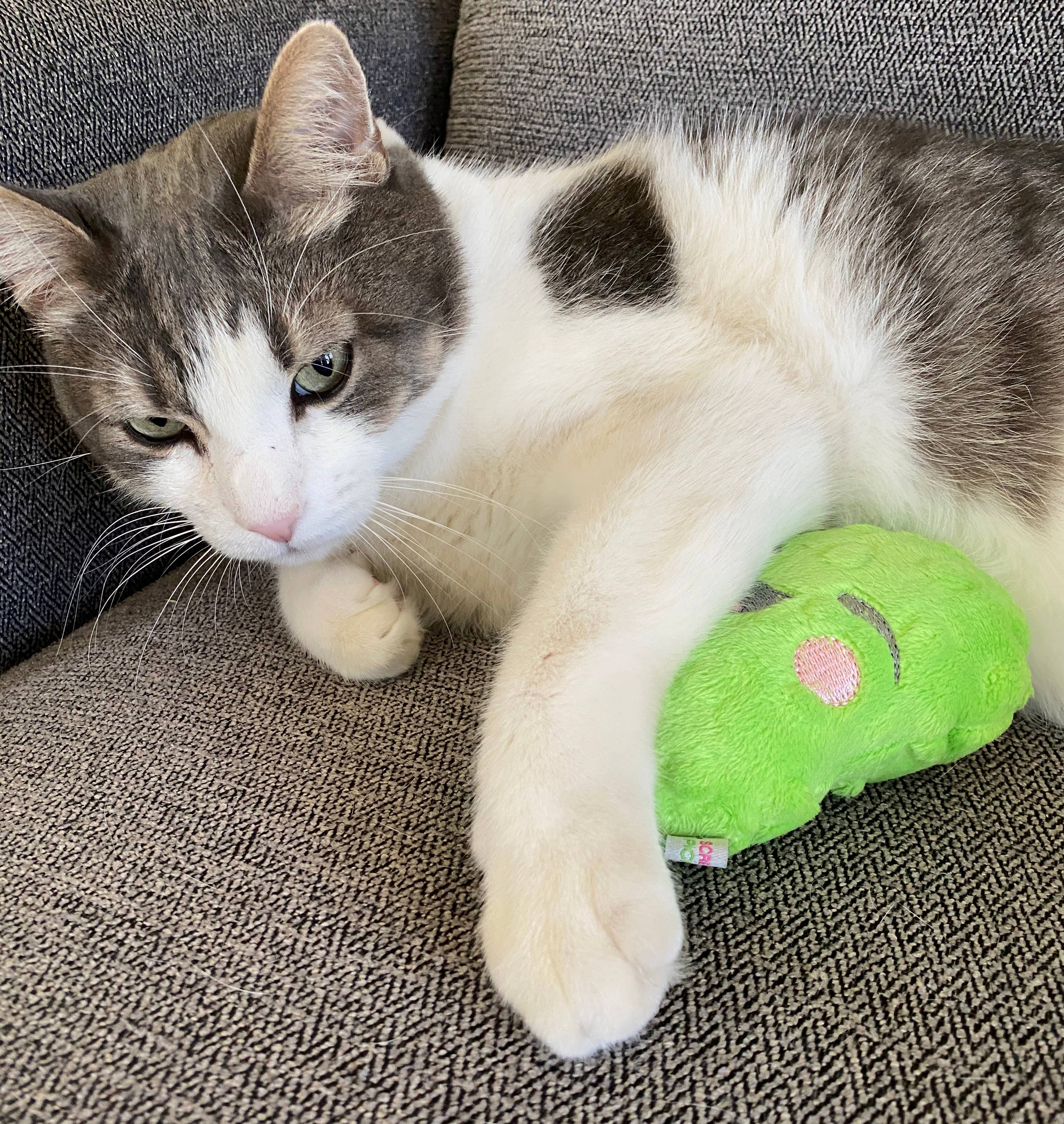 Screaming Pickles - Vente Jouet couineur – chien - Jouets pour animaux de compagnie faits à la main - Catnip/Dog Squeaker Mini Pickle19