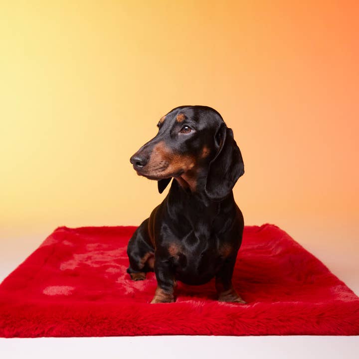 ”Paris” hund och katt matta för wholesale av Le Tapis Rouge Paris