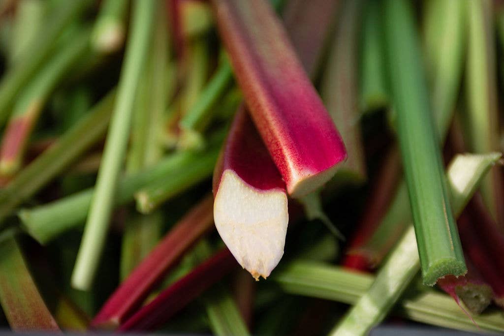 COUR RHEOUM - Wholesale Non-Alcoholic Aperitif/Mocktail - Rhubarb fervor3