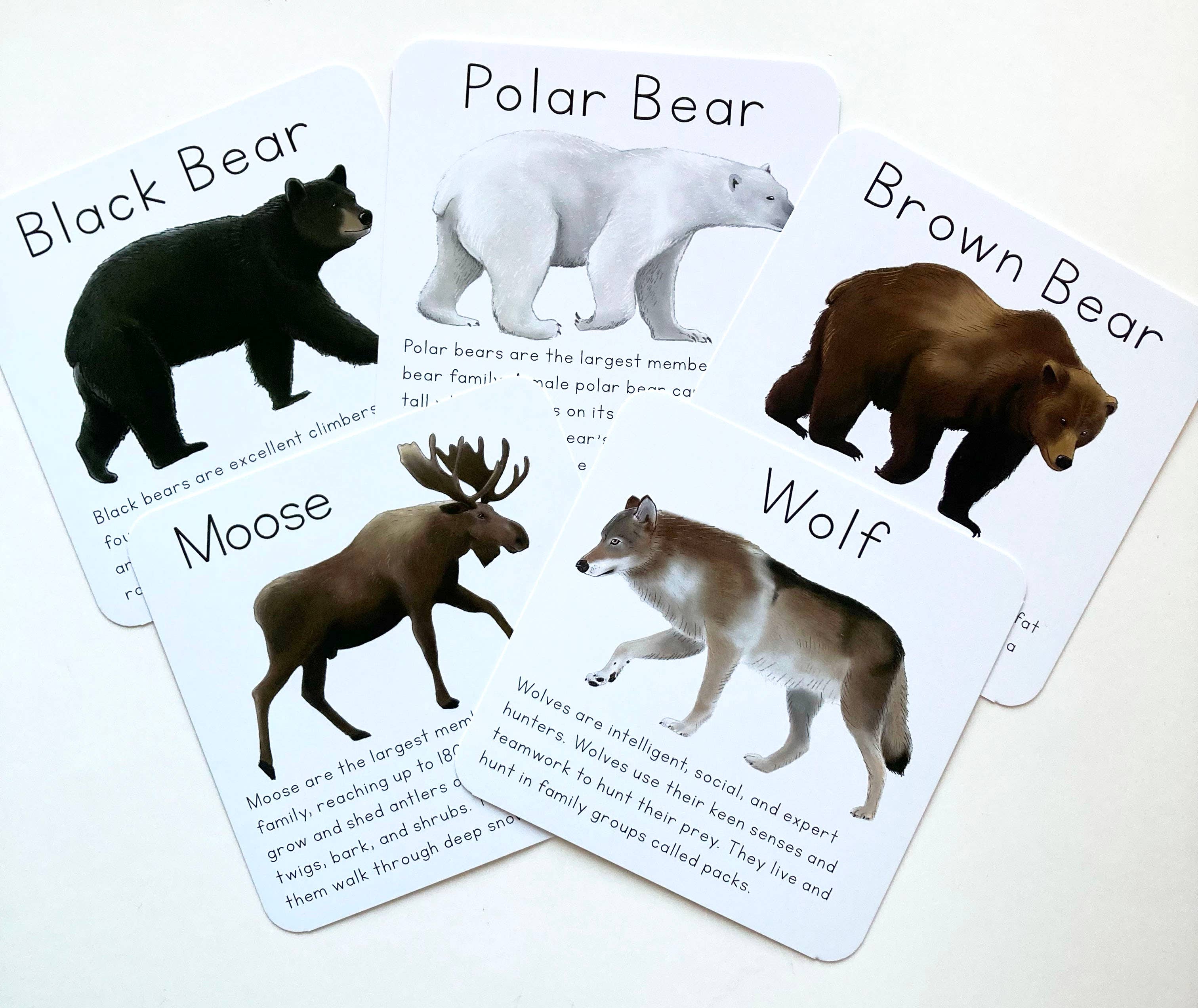 Tiny Nest Studio - Vendita all'ingrosso Carte didattiche - Bambini e neonati - Carte didattiche sugli animali dell'Alaska8