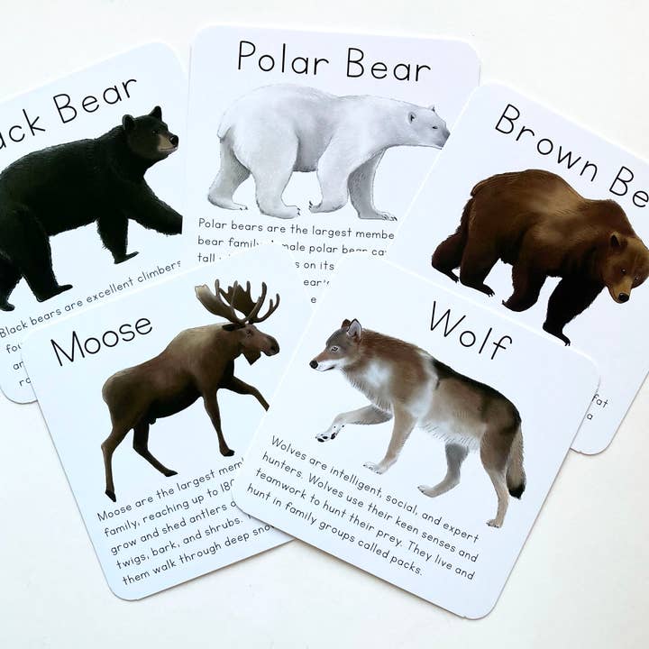 Tiny Nest Studio - Vendita all'ingrosso Carte didattiche - Bambini e neonati - Carte didattiche sugli animali dell'Alaska8