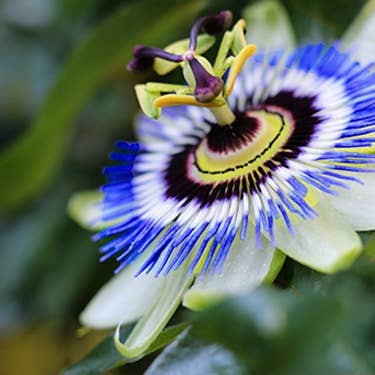 Rainbow Bliss Botanicals - Wholesale Tincture - Passiflora Pacifica : Passionflower extract1