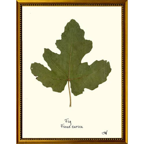 Homegrown Art Co - Wholesale Art Print - Fig Leaf5