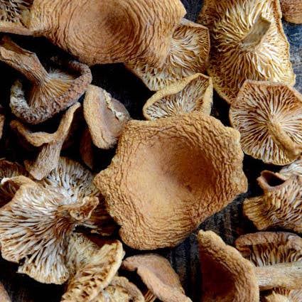 Wine Forest Ltd. - Wholesale Dried/Dehydrated Vegetables - Dried Candy Cap Mushrooms1