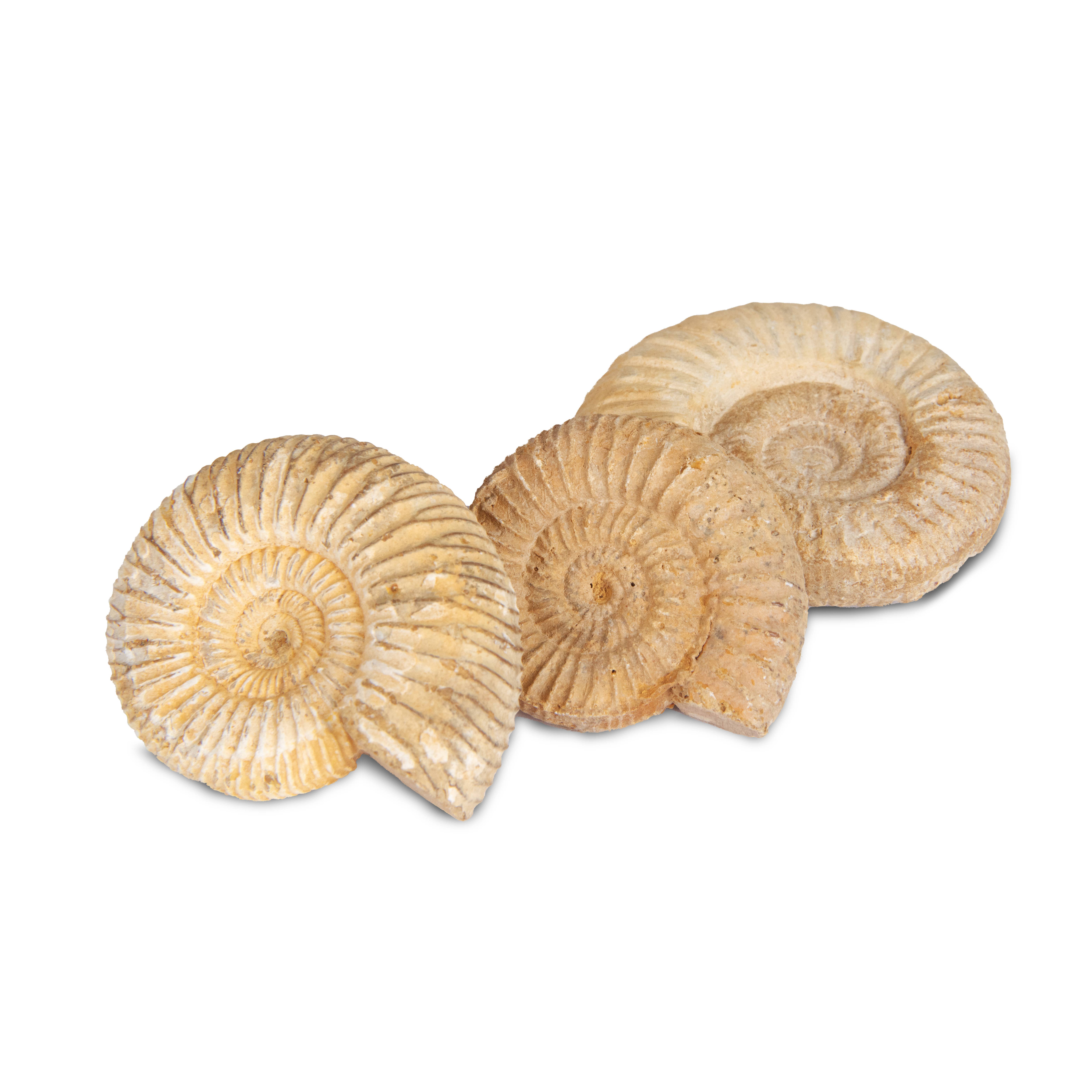 British Fossils - Vente Décorations de table - Pack d'ammonite fossile1