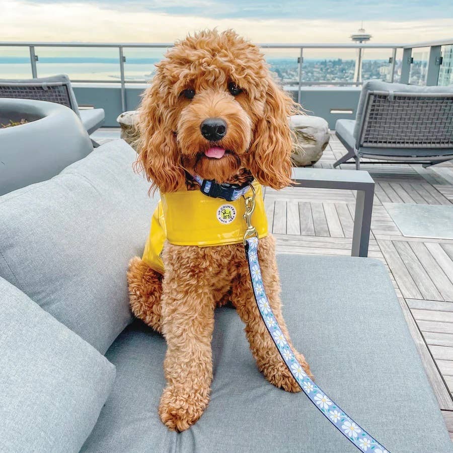 Pet Palette Distribution - Wholesale Pet Leash - Dog - Up Country 5' Daisy Lead1