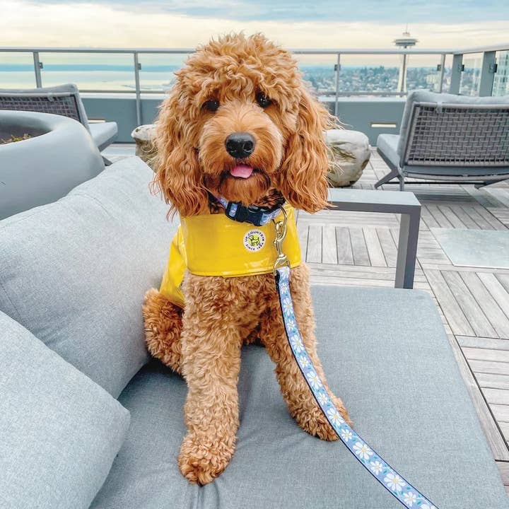 Pet Palette Distribution - Wholesale Pet Leash - Dog - Up Country 5' Daisy Lead1