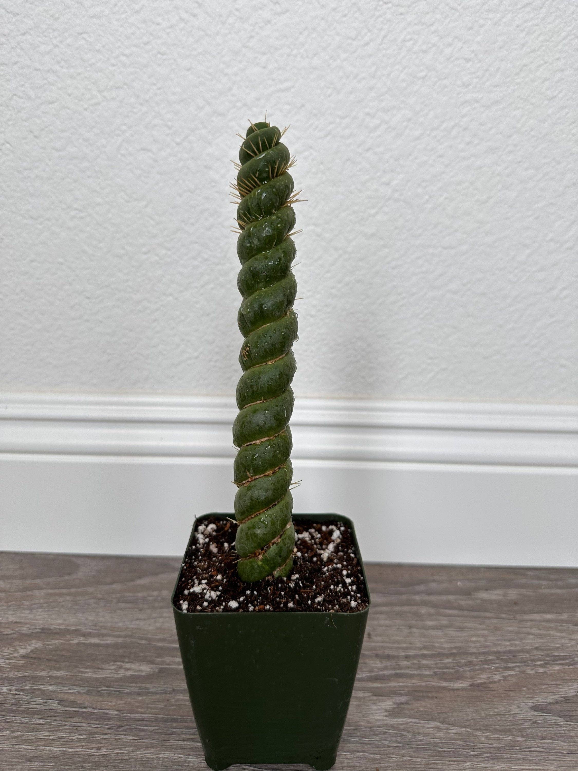 Grow Margo - Wholesale Live Plant - Rare Live Cactus  - Eulychnia Castanea Spiralis - Twisted Ra6