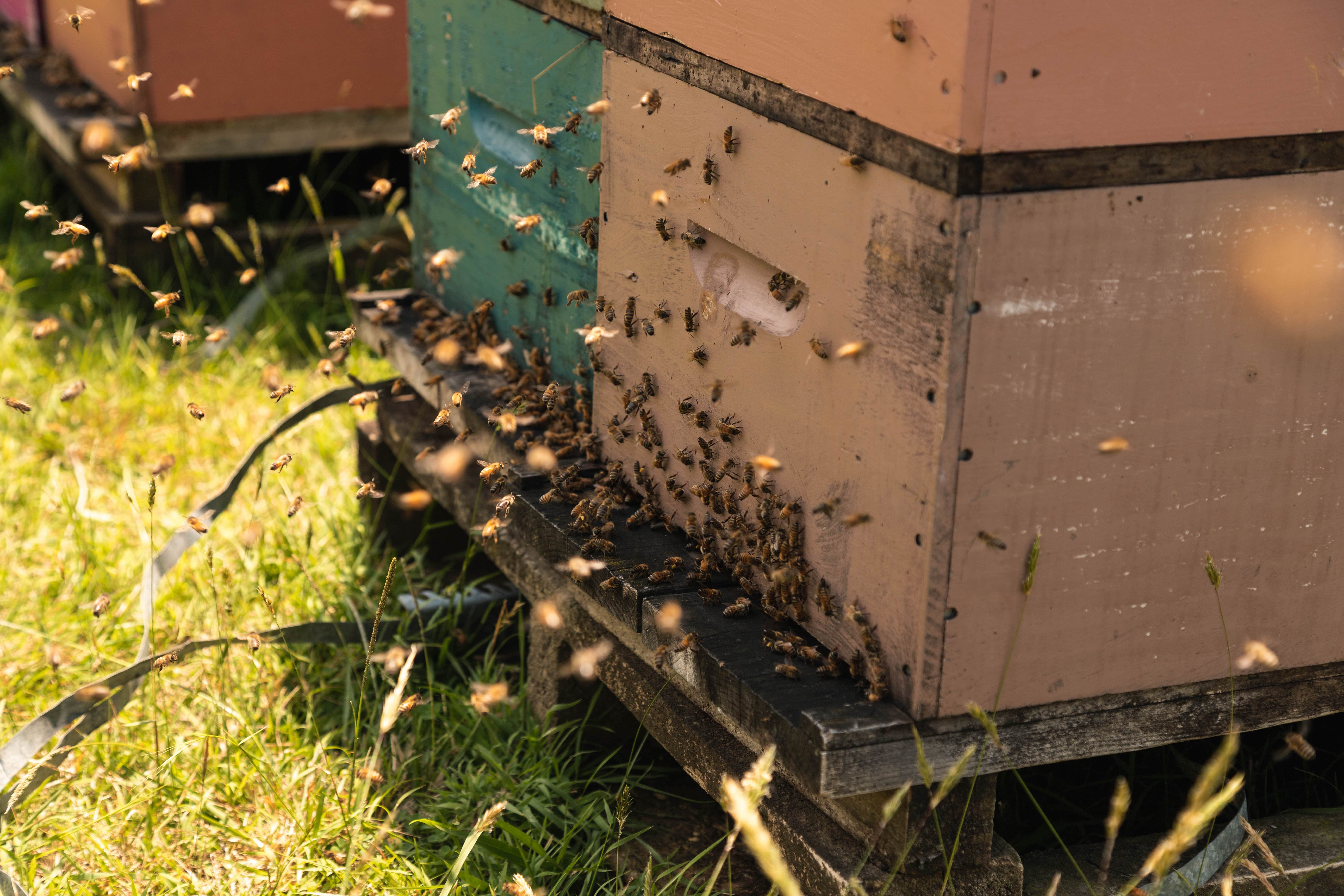 ANUK Honey – Mel por atacado – ANUK Mel de Manuka MGO25010