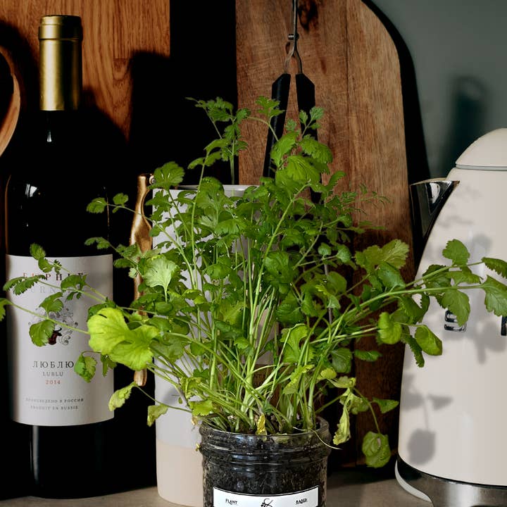 Coco and Seed - Wholesale Plant Seeds - Mason Jar Indoor Herb Garden Supplies Kit with jar