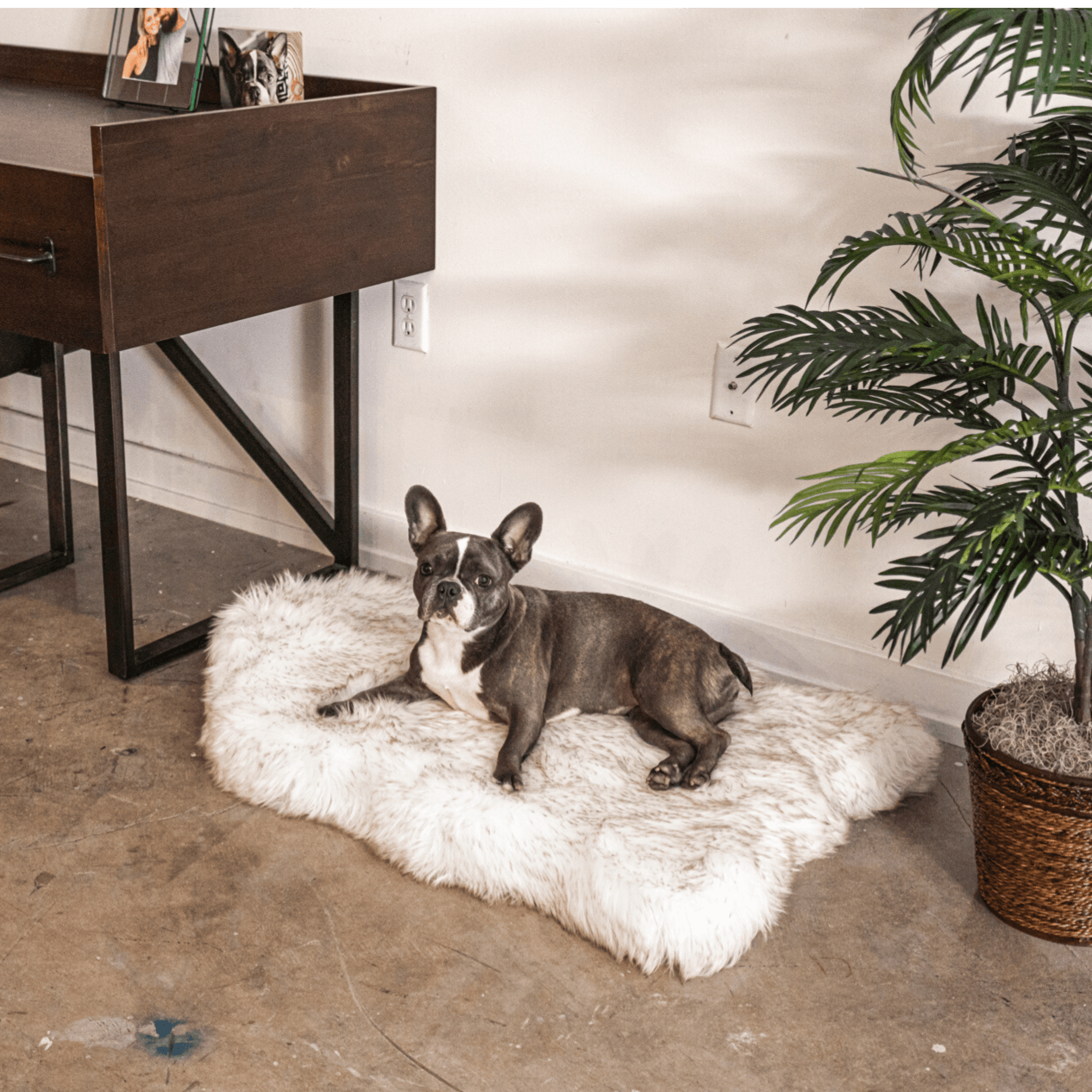 Paw Brands - Wholesale Pet Bed - Dog - PupRug by Paw.com™ Faux Fur Orthopedic Dog Bed - Curve White with Brown Accents12