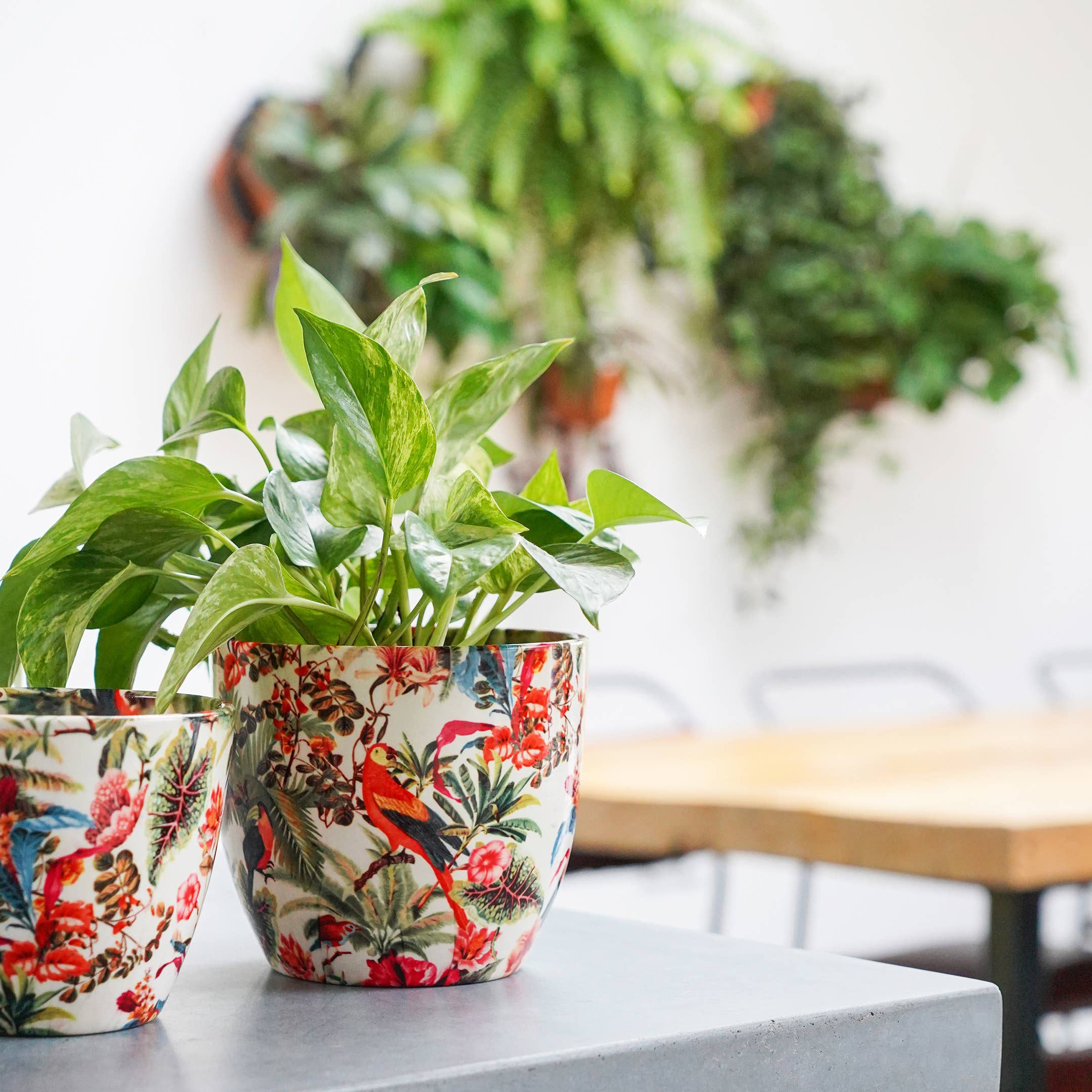 Ivyline - Vendita all'ingrosso Vasi per piante - Vaso per piante da interno in ceramica Monza H16,5 cm x P16,5 cm9