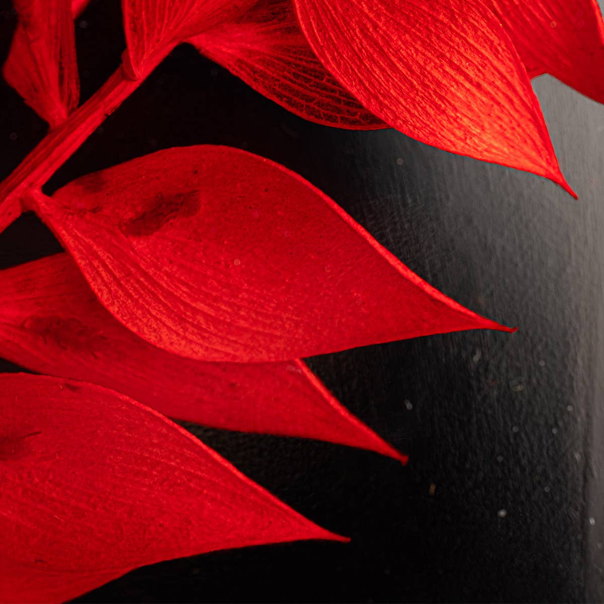 Theophile Berthon - Wholesale Live Plant - Red Ruscus Herbarium submerged plant10