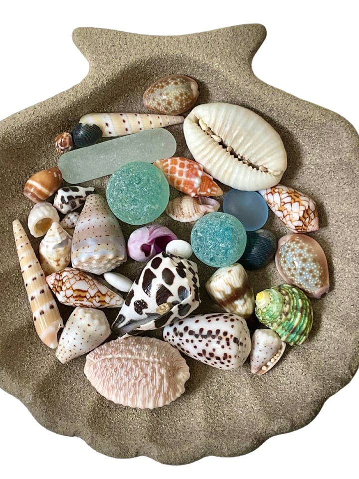 Sea Shell Addict Sticker - Scallop Shell for wholesale by jack & ginger