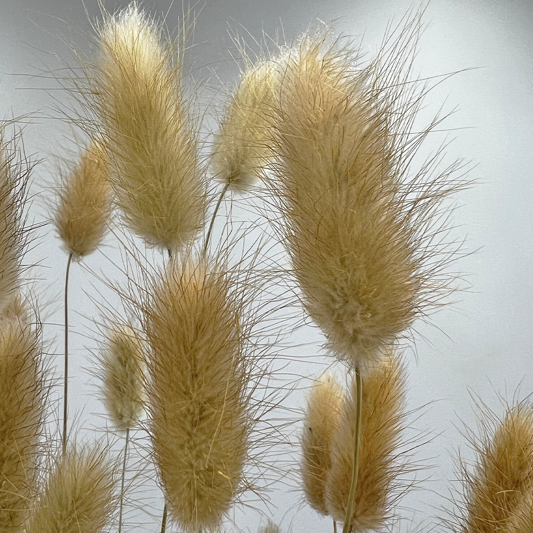 2626 Designs - Wholesale Dried/Pressed Flowers - Bunch Dried Bunny Tails Grass-20-24"  apx 1 oz16