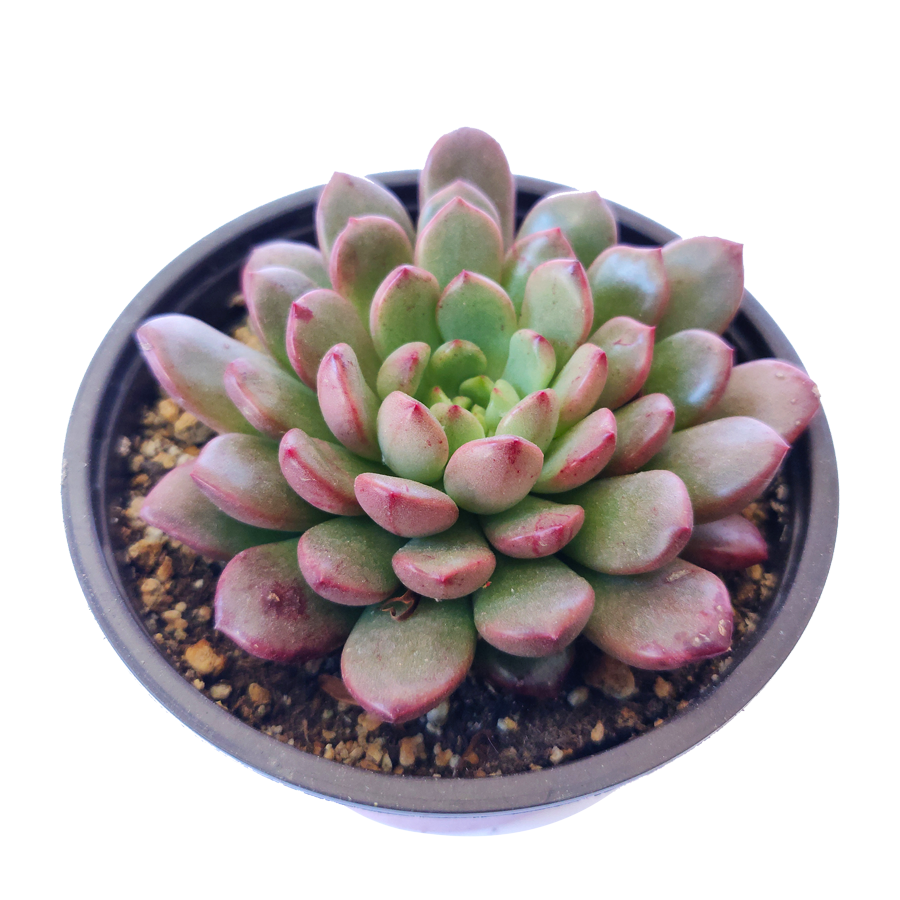 Best Plant Friend - Wholesale Succulent - Graptoveria Bashful 2in/4in - Colorful Rosette Succulent1