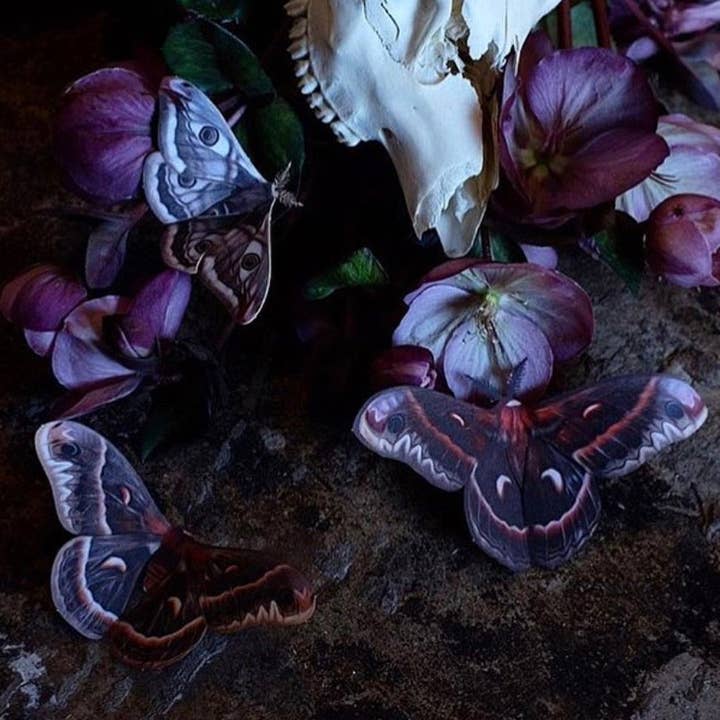 Moth and Myth - Vendita all'ingrosso Ritagli - Set falena Cecropia 'Autumn'