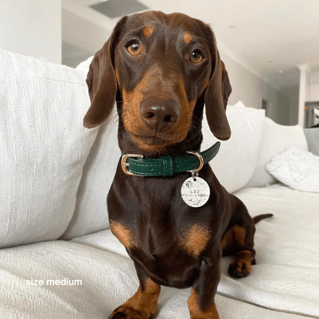 ST ARGO – wholesale Halsband - Hund – St Argo halsband i mörkgrönt med gulddetaljer1
