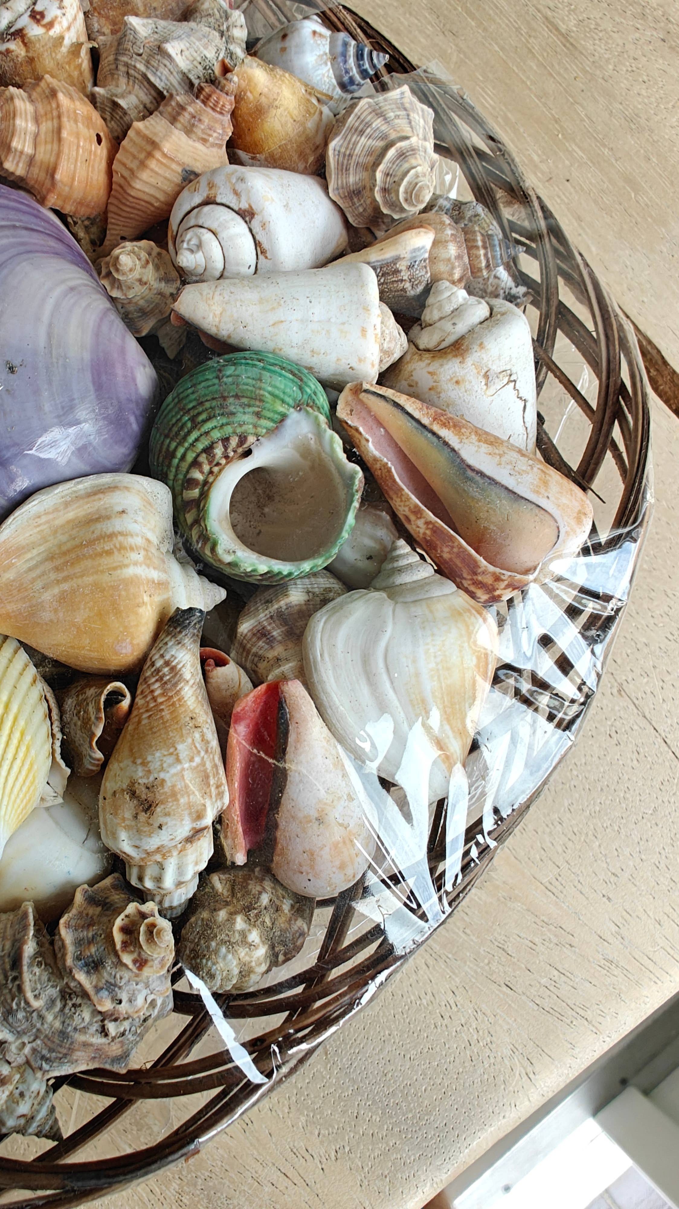 Product Import Holland - Wholesale Decorative Tabletop Object - Piring Large - Shells - beach - decoration - coast1