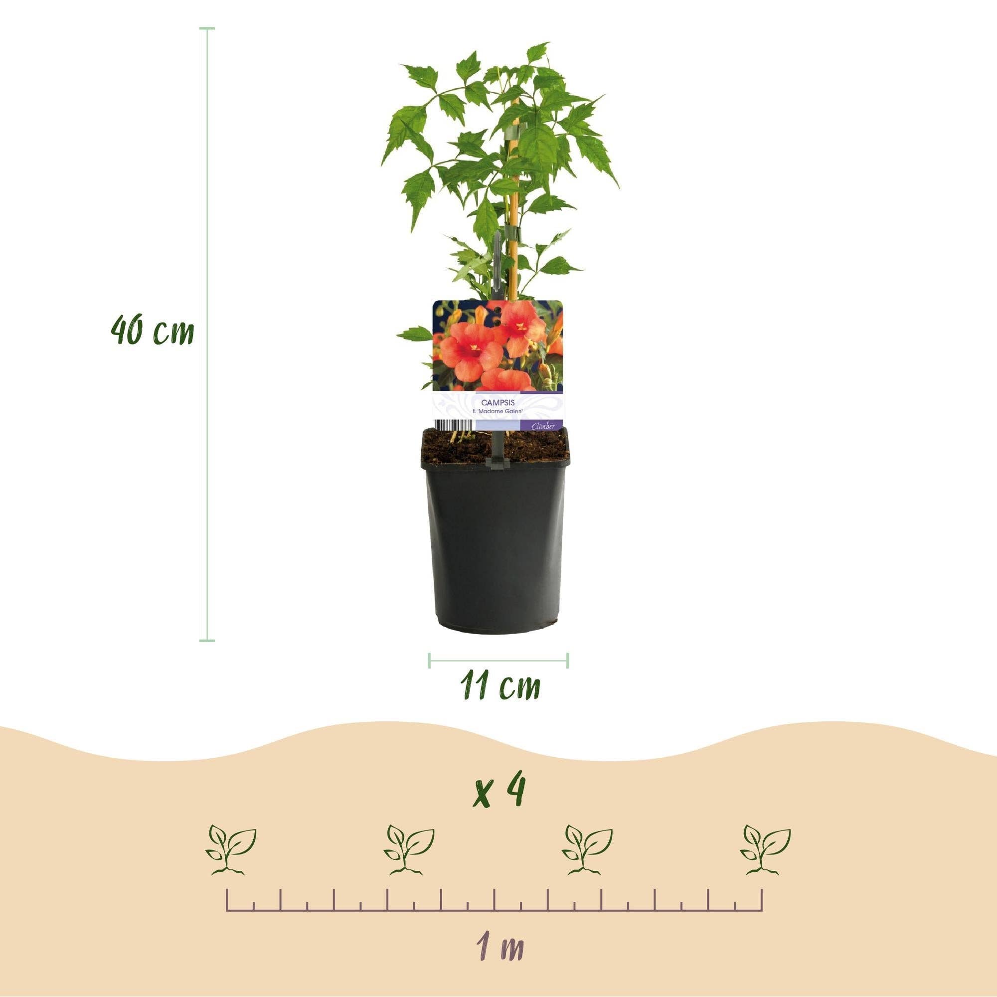 Oasis of Life - Wholesale Live Plant - Climbing Plant Set "Rainbow" – 4 Plants – Clematis montana Rubens, Hedera helix, Lonicera Goldflame, Campsis Madame Galen – Colorful Blooming & Evergreen – Ø11 cm – Height approx. 40 cm7