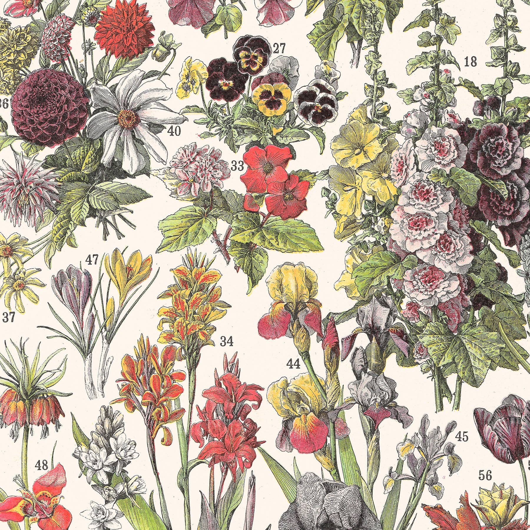 Aster Edition - Wholesale Poster - Poster: Flowers I3