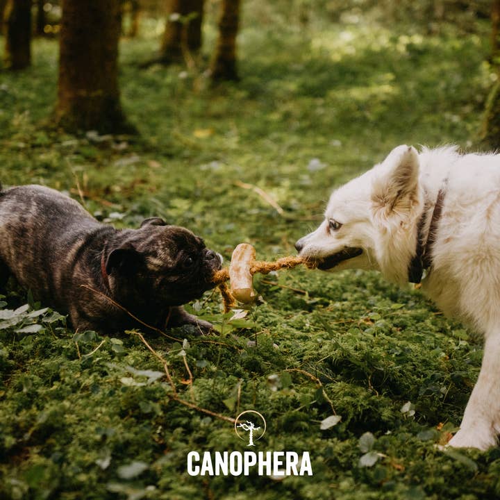 CANOPHERA LLC - Wholesale Pet Chew Toy - Dog - Shelf Display Coffee & Coco Wood Dog Chew 16-piece.