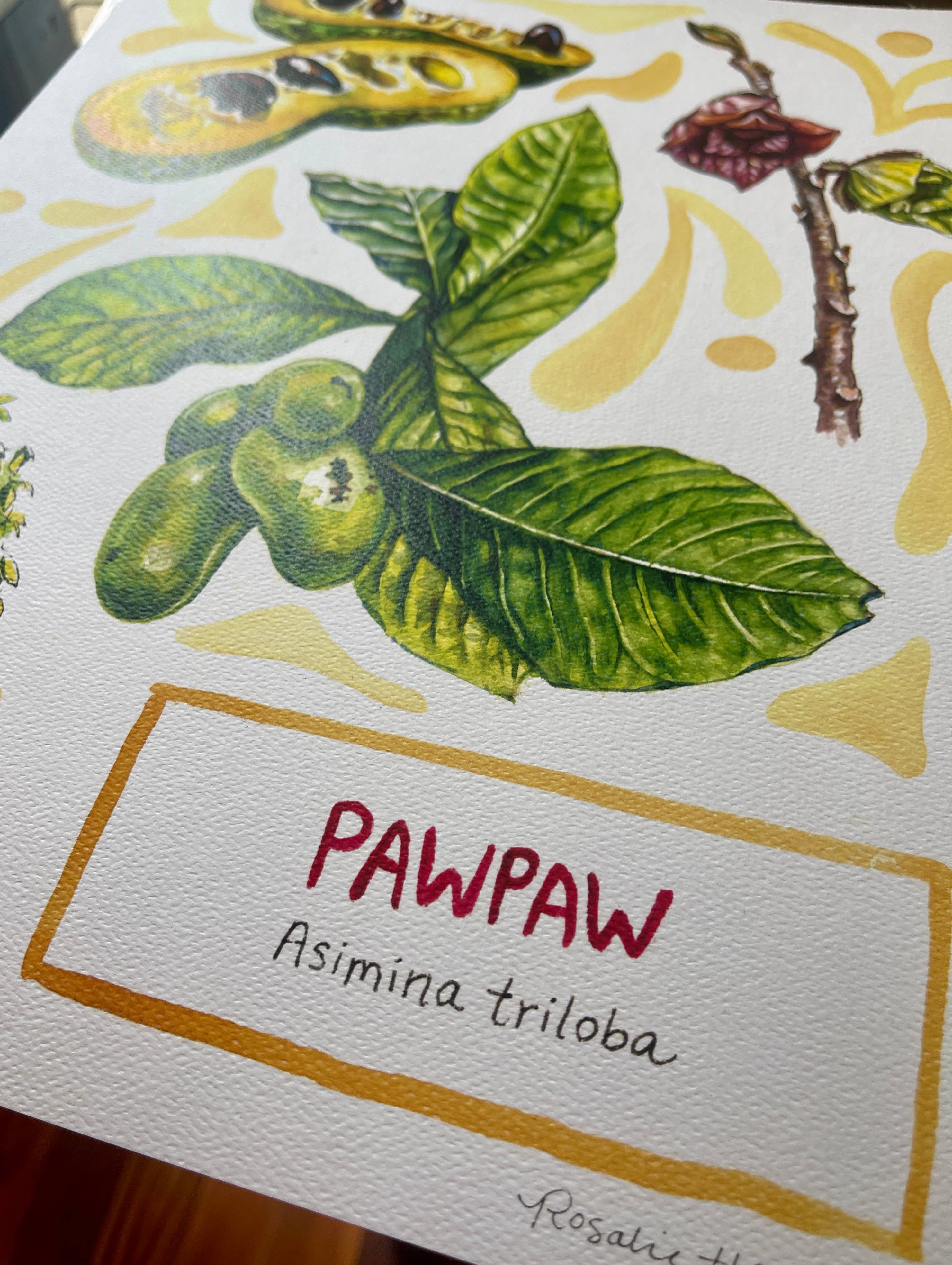 Rosalie Haizlett Illustration - Wholesale Art Print - Pawpaw - Watercolor Art Print4