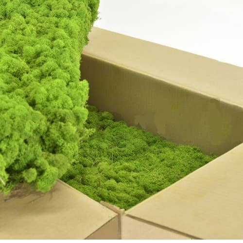 Moss House - Wholesale Live Plant - Lichen Stabilized Reindeer Moss Light Green by MossHouse1