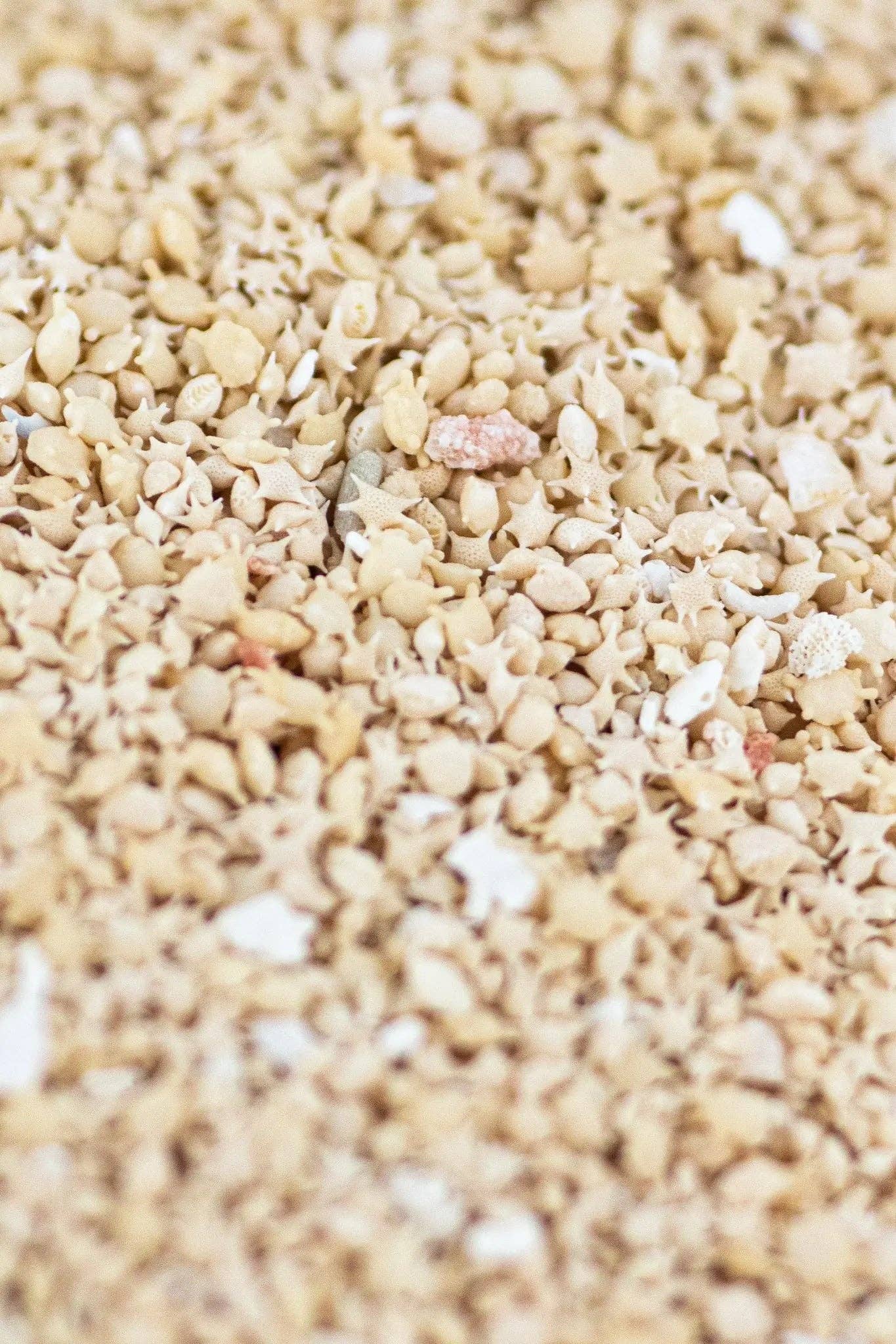 Stemcell Science Shop – wholesale Dekorativt bordsobjekt – Japanskt stjärnsand från Okinawa i rund akrylbehållare2